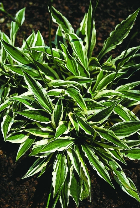 Image of Hosta 'Hi Ho Silver'|Walters Gardens, MI|www.perennialresource.com