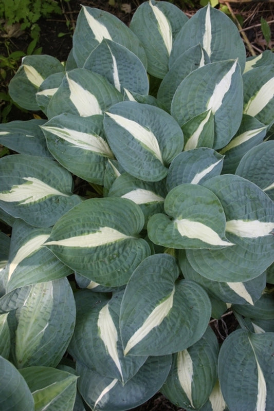 Image of Hosta 'High Fashion'|H. Hansen Gdn, MN|