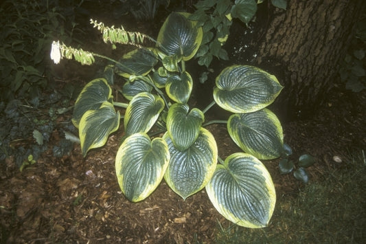 Image of Hosta 'His Honor'|M. Zilis Gdn, IL|Q&Z Nursery