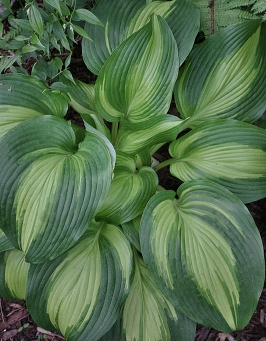 Image of Hosta 'Hollywood Lights' PP 17,296|Juniper Level Botanic Gdn, NC|JLBG