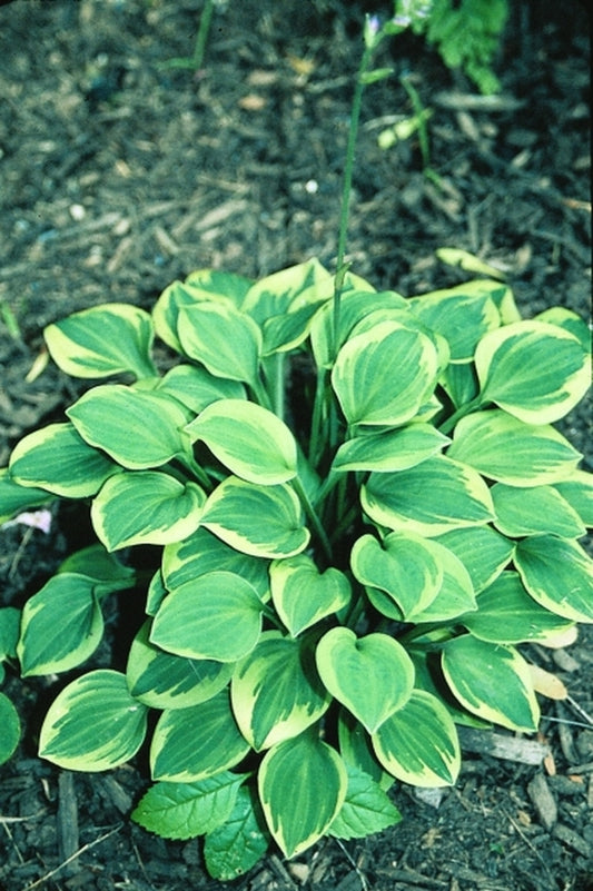 Image of Hosta 'Hope'|H. Hansen Gdn, MN|