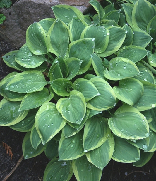 Image of Hosta 'Hush Puppie'||