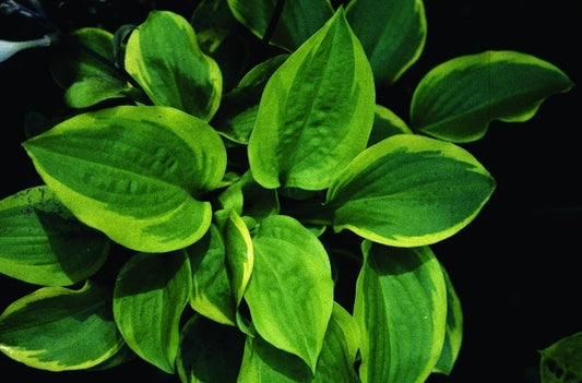 Image of Hosta 'Ice Cream'|H. Gowen Gdn, MN|