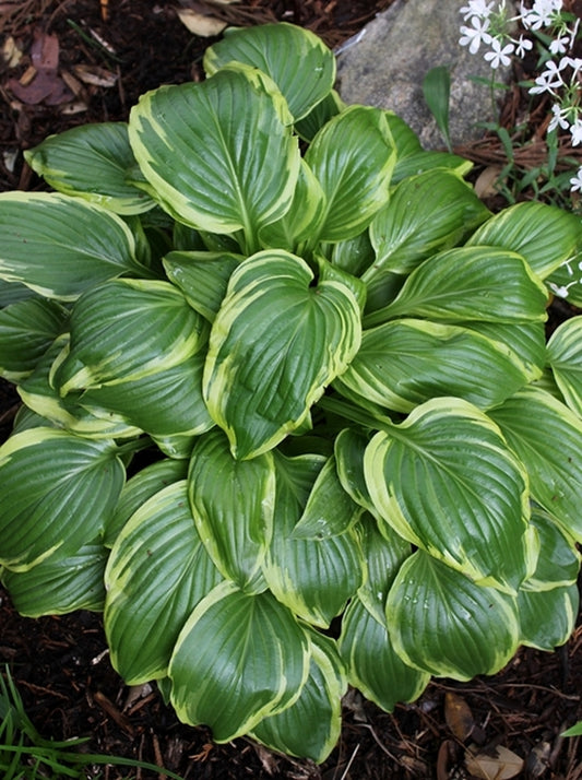 Image of Hosta 'Iceberg'||
