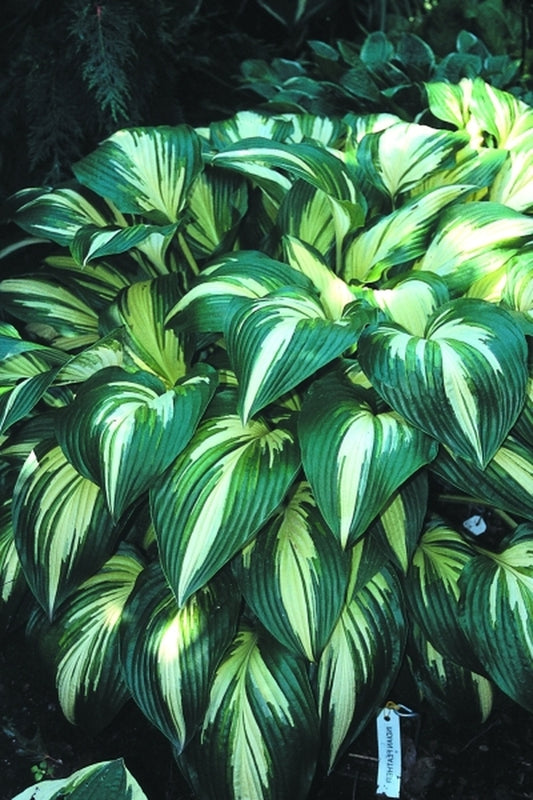 Image of Hosta 'Indian Feather'|C. Owens Gdn, MI|