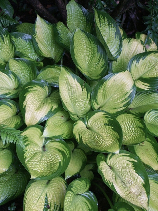 Image of Hosta 'Inniswood'|Juniper Level Botanic Gdn, NC|JLBG