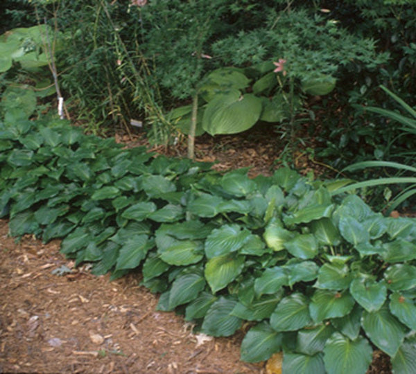 Learn about Hosta 'Invincible' | P. Aden 89 | Perennial Encyclopedia