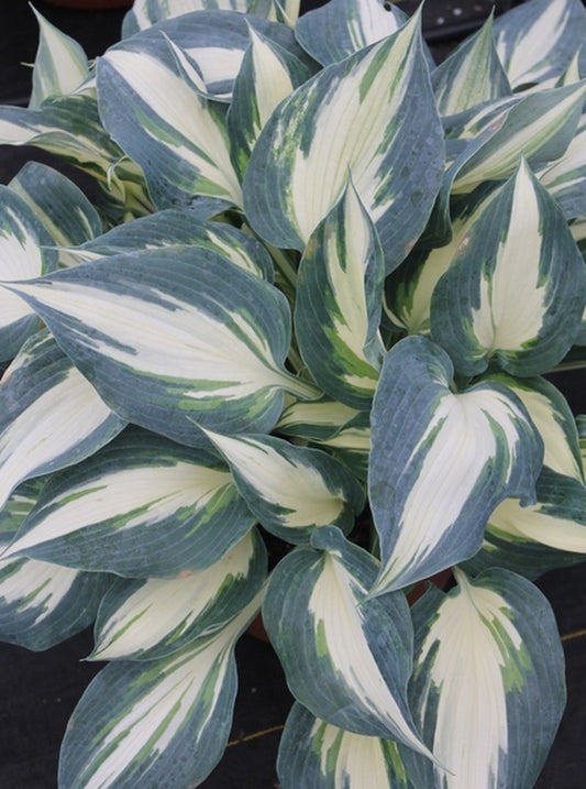 Image of Hosta 'Ivory Queen' PPAF|Juniper Level Botanic Gdn, NC|JLBG
