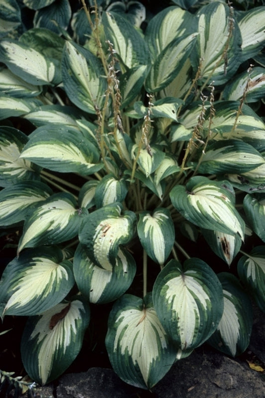 Image of Hosta 'Jerry Landwehr'|H. Gowen Gdn, MN|H. Hansen