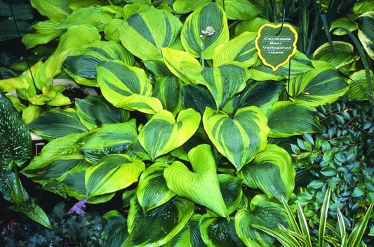 Image of Hosta 'Jewel of the Nile'|H. Hansen Gdn, MN|H. Hansen
