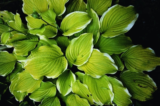 Image of Hosta 'Joshua's Banner'|E. Elslager Gdn, MI|