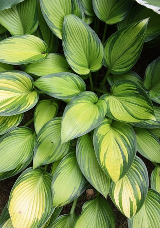 Image of Hosta 'June Fever' PP 15,340|Chopko Gdn, NJ|