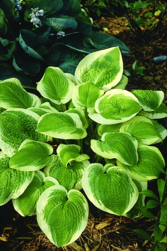 Image of Hosta 'June Moon'|P. Stygall Gdn, IN|