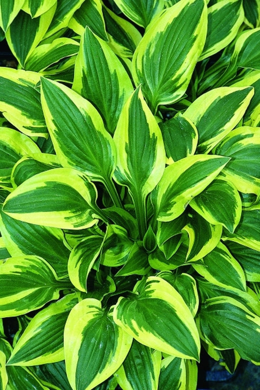Image of Hosta 'Junior Miss'|Juniper Level Botanic Gdn, NC|JLBG
