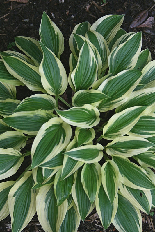 Image of Hosta 'Kim She'|Juniper Level Botanic Gdn, NC|JLBG