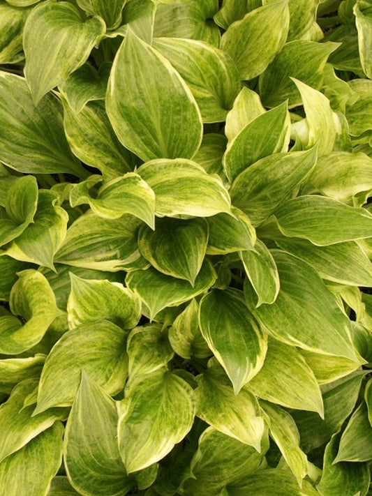 Image of Hosta 'Korean Snow'|Juniper Level Botanic Gdn, NC|JLBG