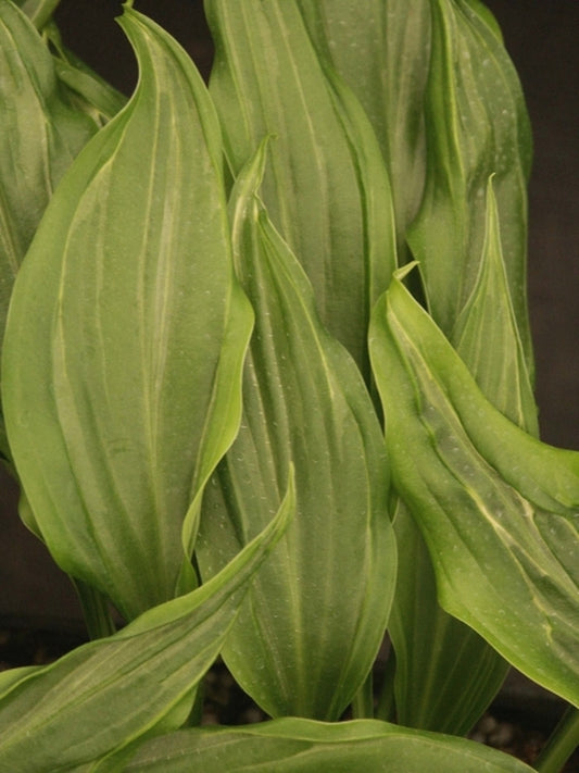 Image of Hosta 'Koryu'|Juniper Level Botanic Gdn, NC|JLBG