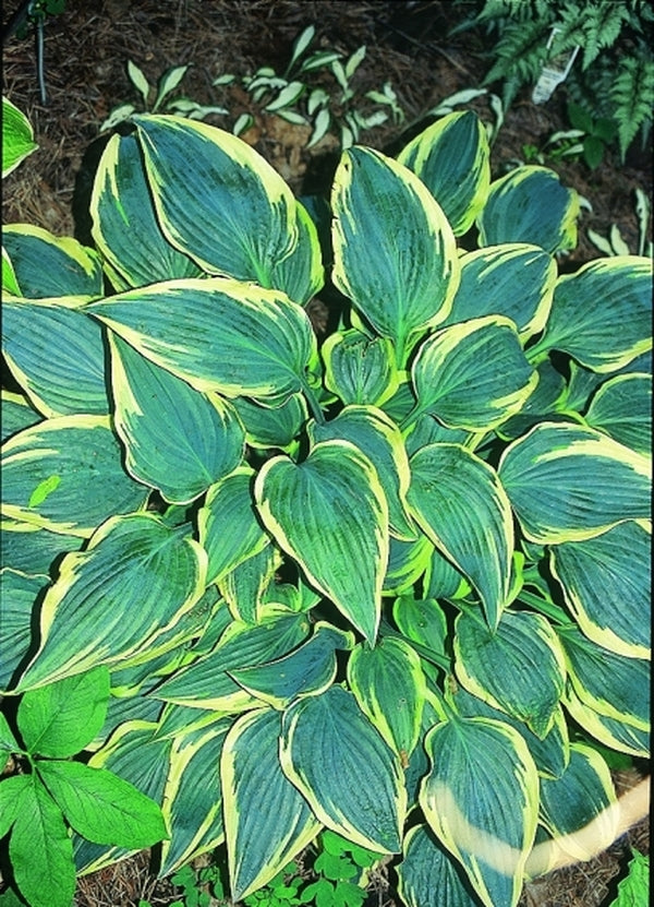 Image of Hosta 'Lacy Belle'|Soules Gdn, IN|