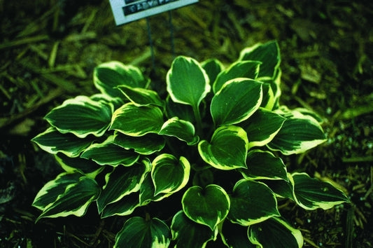 Image of Hosta 'Lakeside Baby Face'|M. Chastain Gdn, TN|M. Chastain