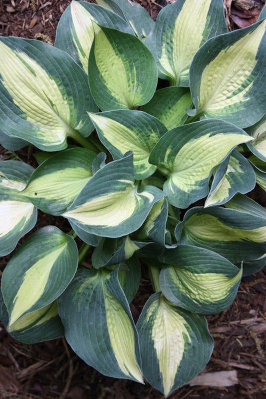 Image of Hosta 'Lakeside Cupcake'|Juniper Level Botanic Gdn, NC|JLBG