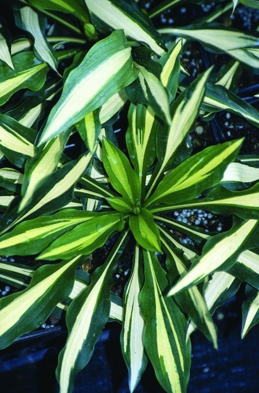 Image of Hosta 'Lakeside Dividing Line'|Juniper Level Botanic Gdn, NC|JLBG