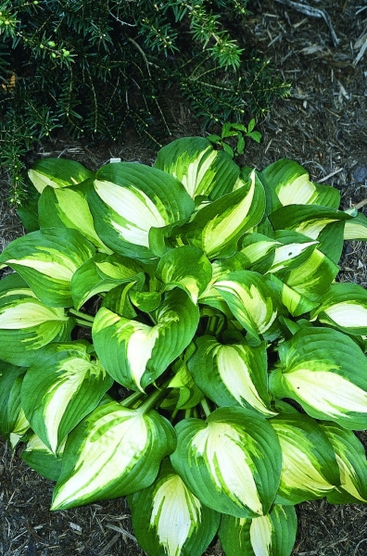 Image of Hosta 'Lakeside Meter Maid'|Juniper Level Botanic Gdn, NC|JLBG