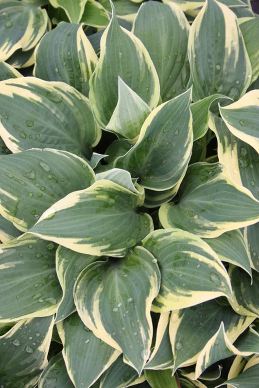 Image of Hosta 'Lakeside Missy Little'|Juniper Level Botanic Gdn, NC|JLBG