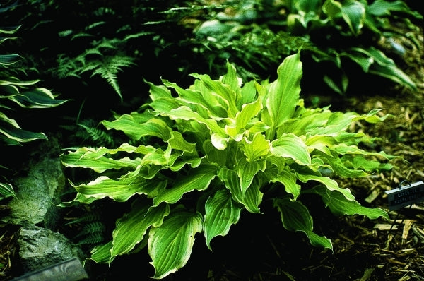 Image of Hosta 'Lakeside Party Dress'|M. Chastain Gdn, TN|M. Chastain