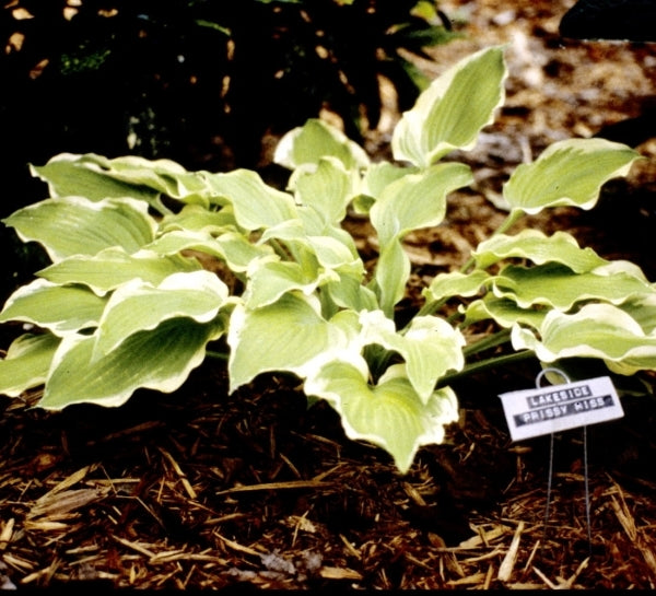 Image of Hosta 'Lakeside Prissy Miss'|M. Chastain Gdn, TN|M. Chastain