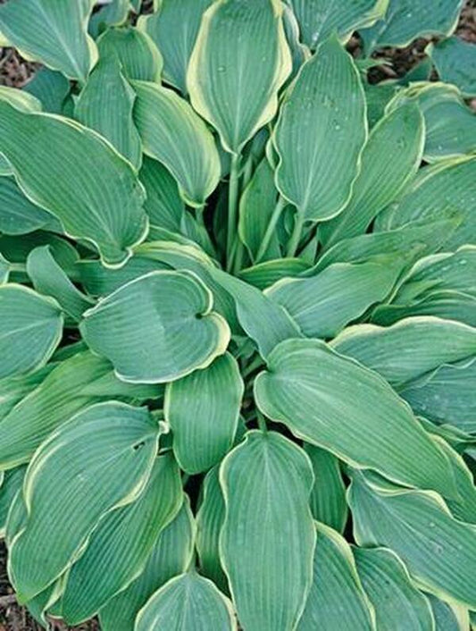 Image of Hosta 'Landslide'|Juniper Level Botanic Gdn, NC|JLBG