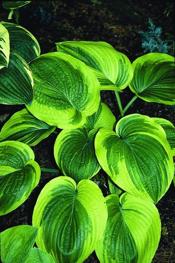 Image of Hosta 'Laura and Darrell'|P. Stygall Gdn, IN|