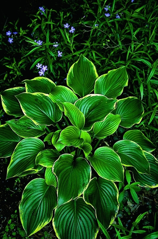 Image of Hosta 'Leading Lady'|Juniper Level Botanic Gdn, NC|JLBG
