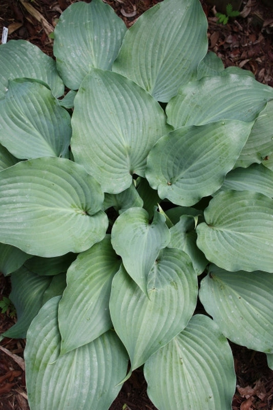 Image of Hosta 'Lederhosen'|Juniper Level Botanic Gdn, NC|JLBG