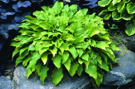 Image of Hosta 'Lemon Lime'|H. Hansen Gdn, MN|H. Hansen