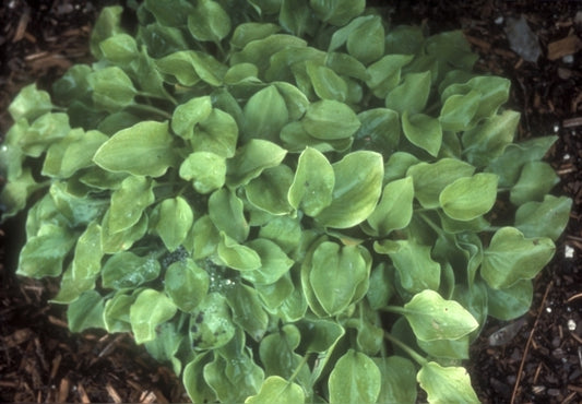 Image of Hosta 'Limey Lisa'|H. Hansen Gdn, MN|