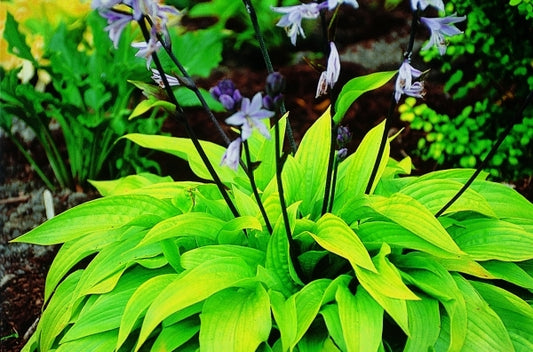 Image of Hosta 'Little Black Scape'|Juniper Level Botanic Gdn, NC|JLBG