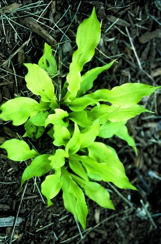Image of Hosta 'Little Stiffy'|H. Hansen Gdn, MN|H. Hansen
