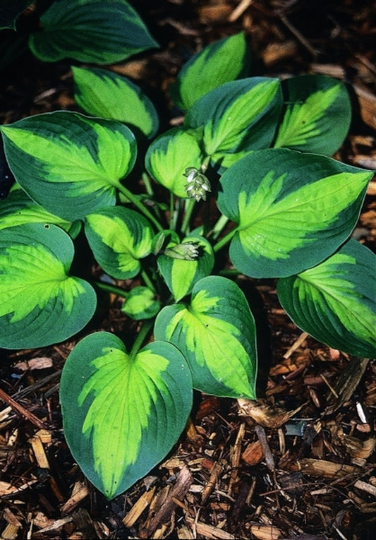 Image of Hosta 'Little Sunspot'|S. Da Pra Gdn, MI|