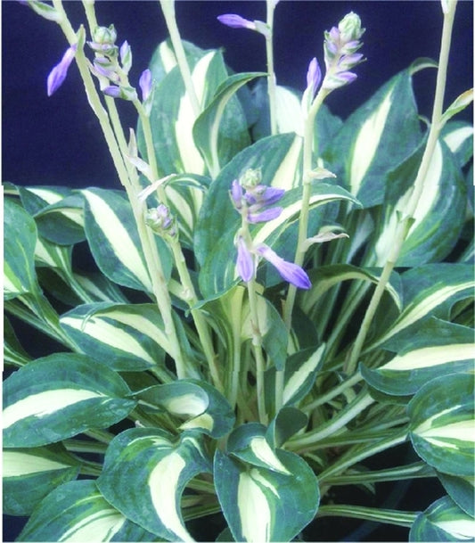 Image of Hosta 'Little Treasure' PP 21,210|Holland|J. Van den Top