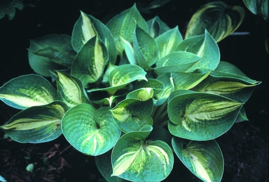 Image of Hosta 'Lonesome Dove' PP 17,294|H. Hansen Gdn, MN|H. Hansen