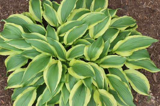 Image of Hosta 'Long Tail Lights'||