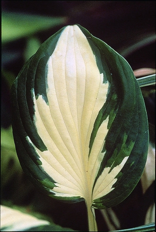Image of Hosta 'Loyalist'|Walters Gardens, MI|www.perennialresource.com