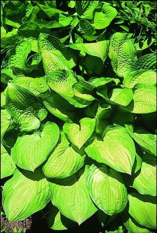 Image of Hosta 'Lunar Orbit'|V. Wade Gdn, OH|