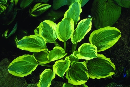 Image of Hosta 'Mac the Knife'|J. Dishon Gdn, MI|H. Hansen