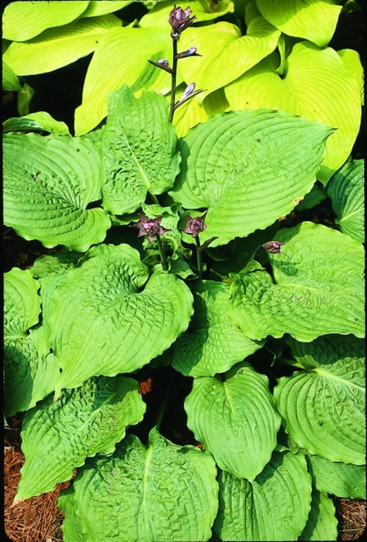 Image of Hosta 'Manhattan'|O. Petryszyn Gdn, IN|