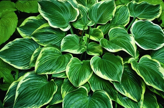 Image of Hosta 'Mardi Gras'|O. Petryszyn Gdn, IN|