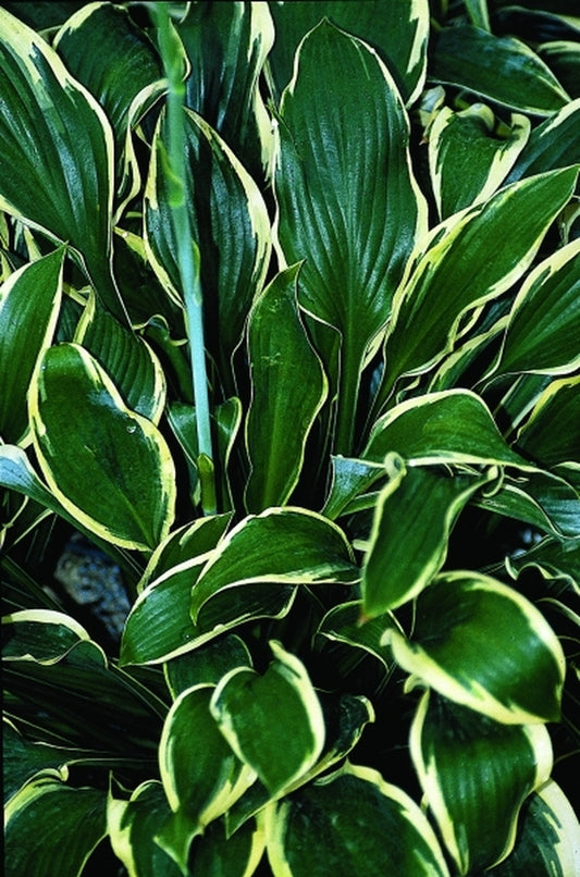 Image of Hosta 'Margin of Error'|Juniper Level Botanic Gdn, NC|JLBG