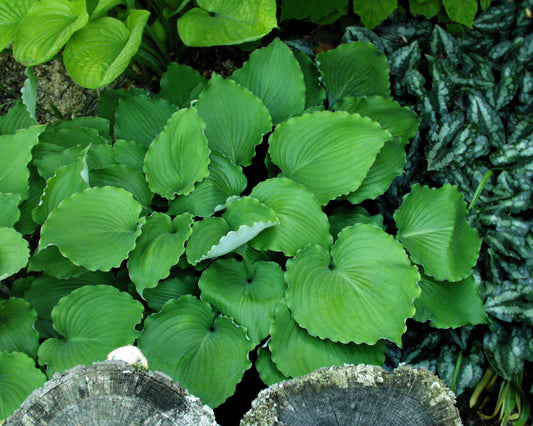 Image of Hosta 'Marilyn Monroe'|Brashear Gdn, CT|C. Brashear