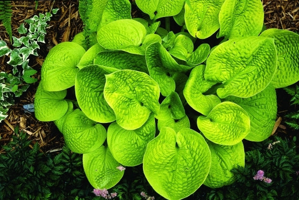Image of Hosta 'Maui Buttercups'|P. Stygall Gdn, IN|
