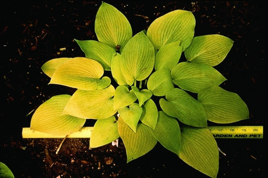 Image of Hosta 'May'|H. Hansen Gdn, MN|H. Hansen